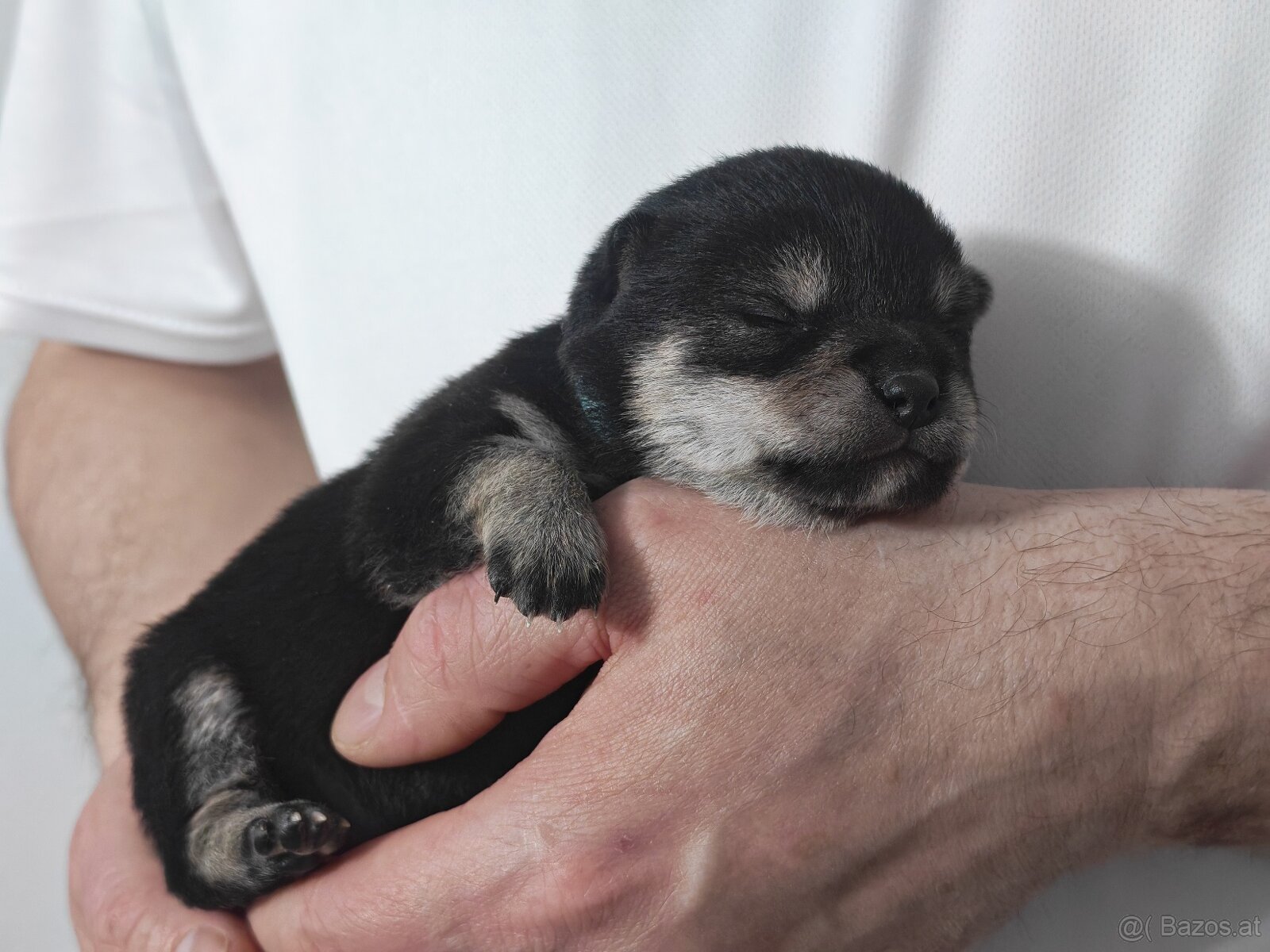 Shiba inu Welpen - 3