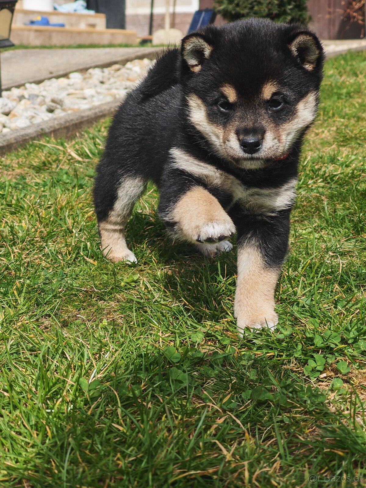 Shiba inu Welpen - 3