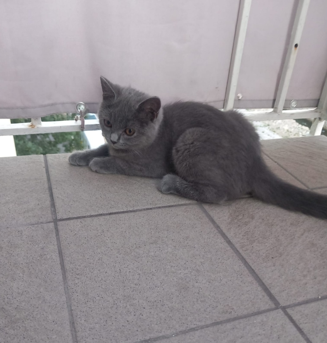 BKH kitten - 3