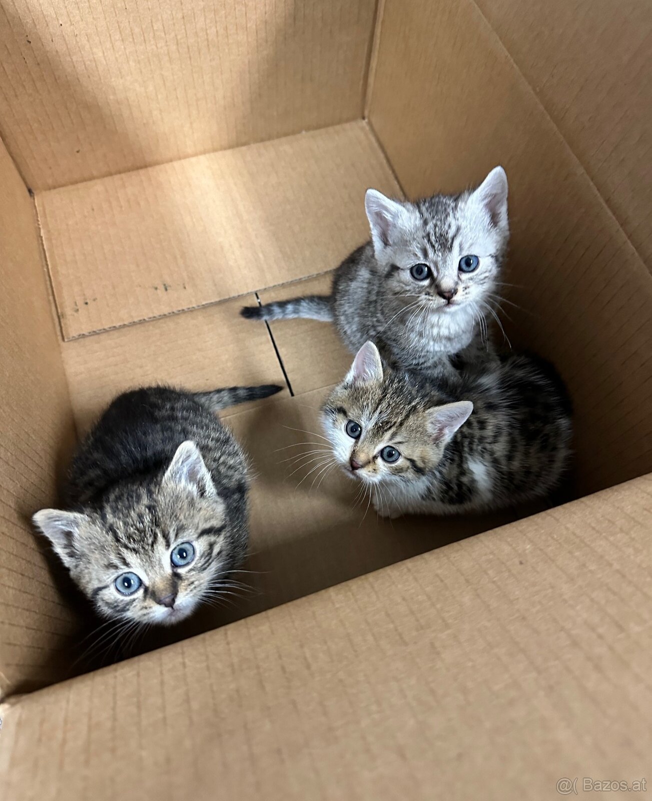 Süße Kätzchen - 3