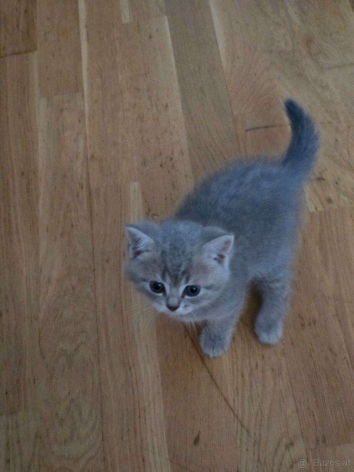 Bkh Kater sucht noch zuhause - 3