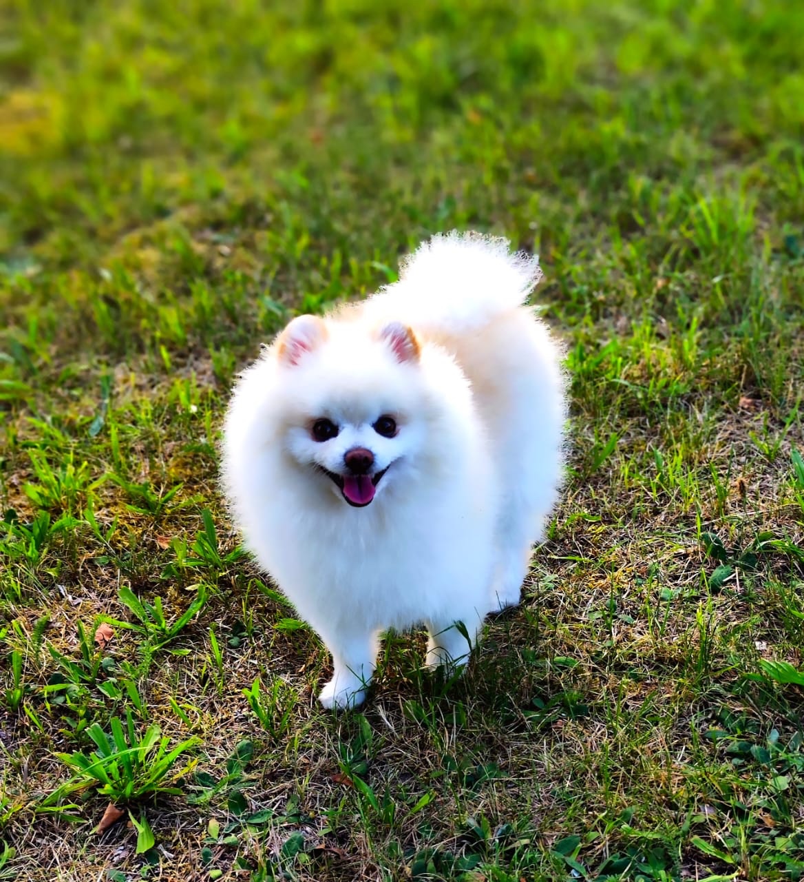 Pomeranian (Zwergspitz Welpen) - 3