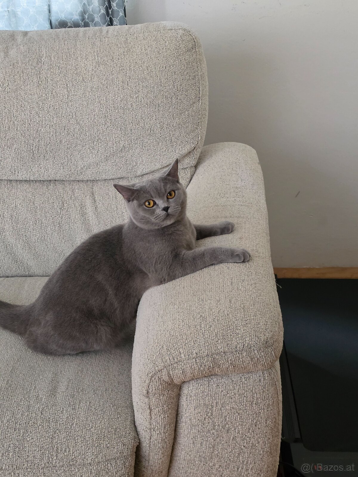 Bkh katze - 3