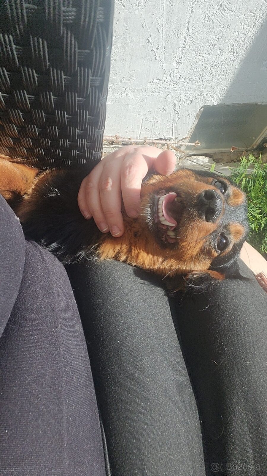 Dackel Mischling - 3