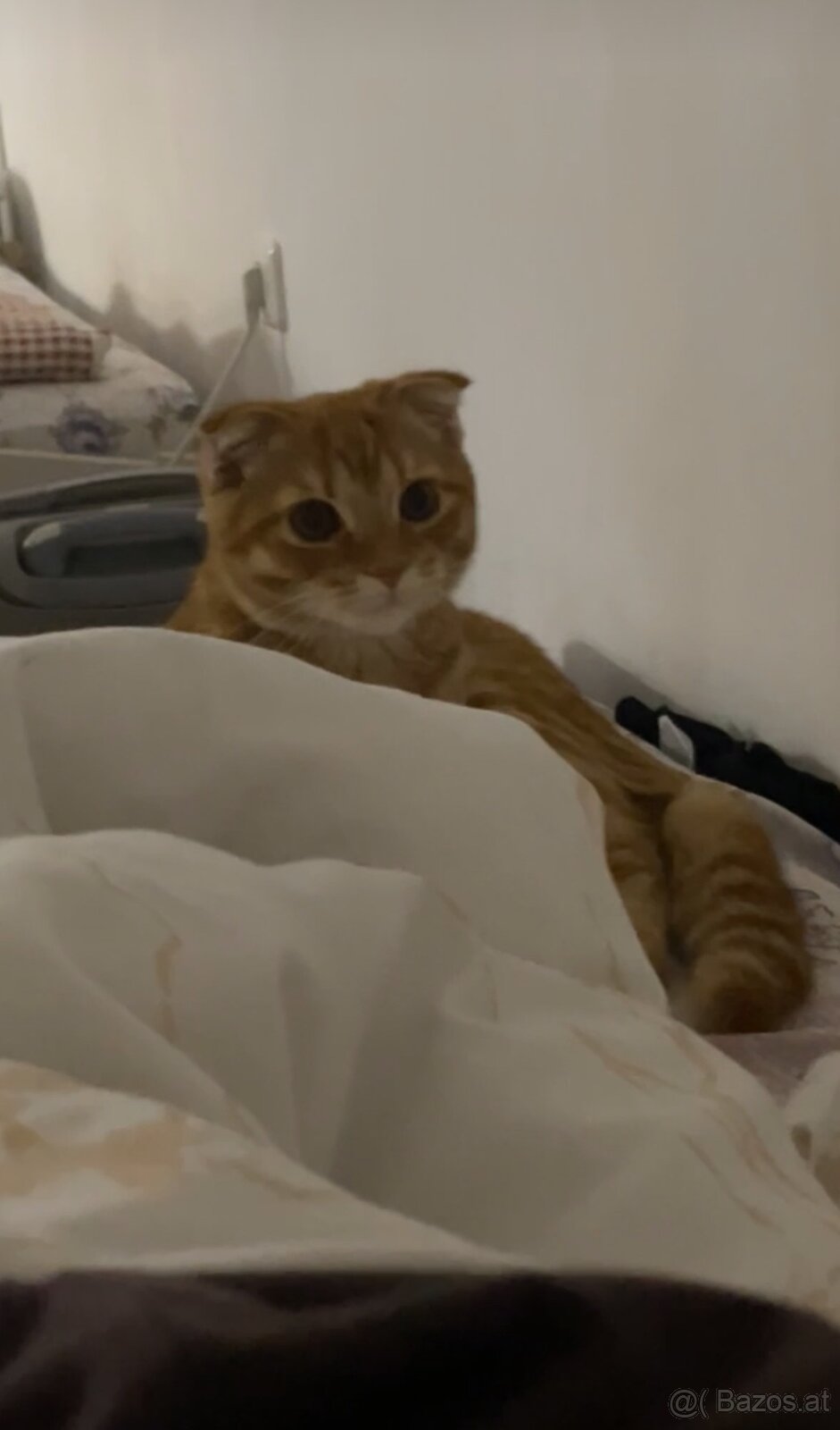 Scottish-Fold-Kätzchen zu verkaufen - 3