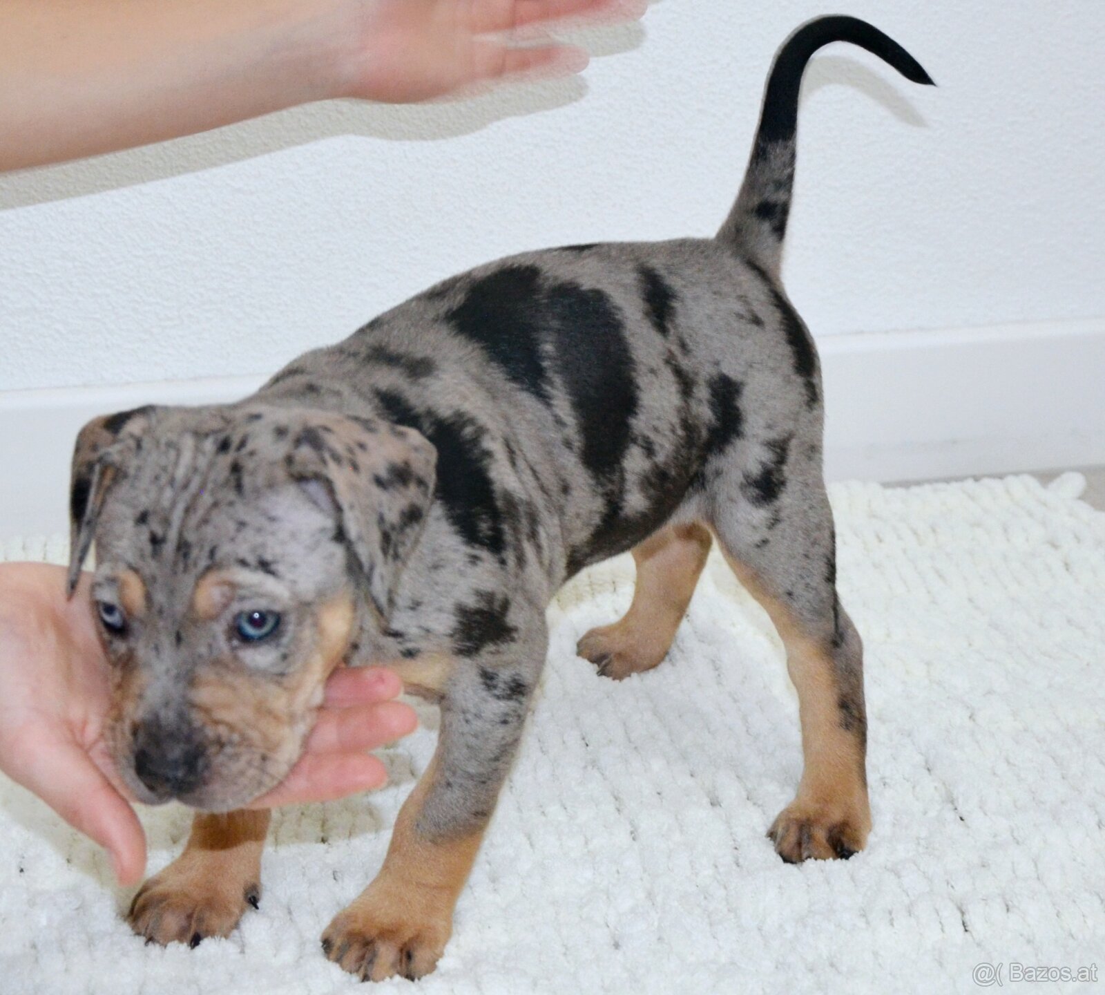 Louisiana Leopard Dog - Catahoula - 3