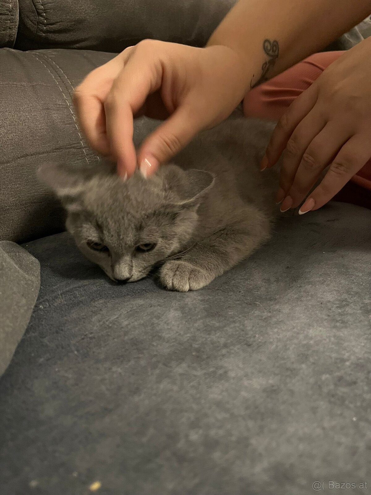 BKH katzen 2 Männchen und 2 Weibchen - 3