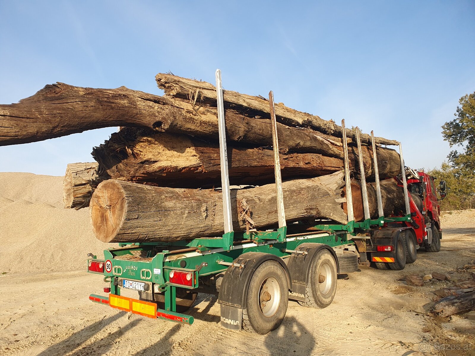 Subfossile Eichenstämme - Mooreiche - 3