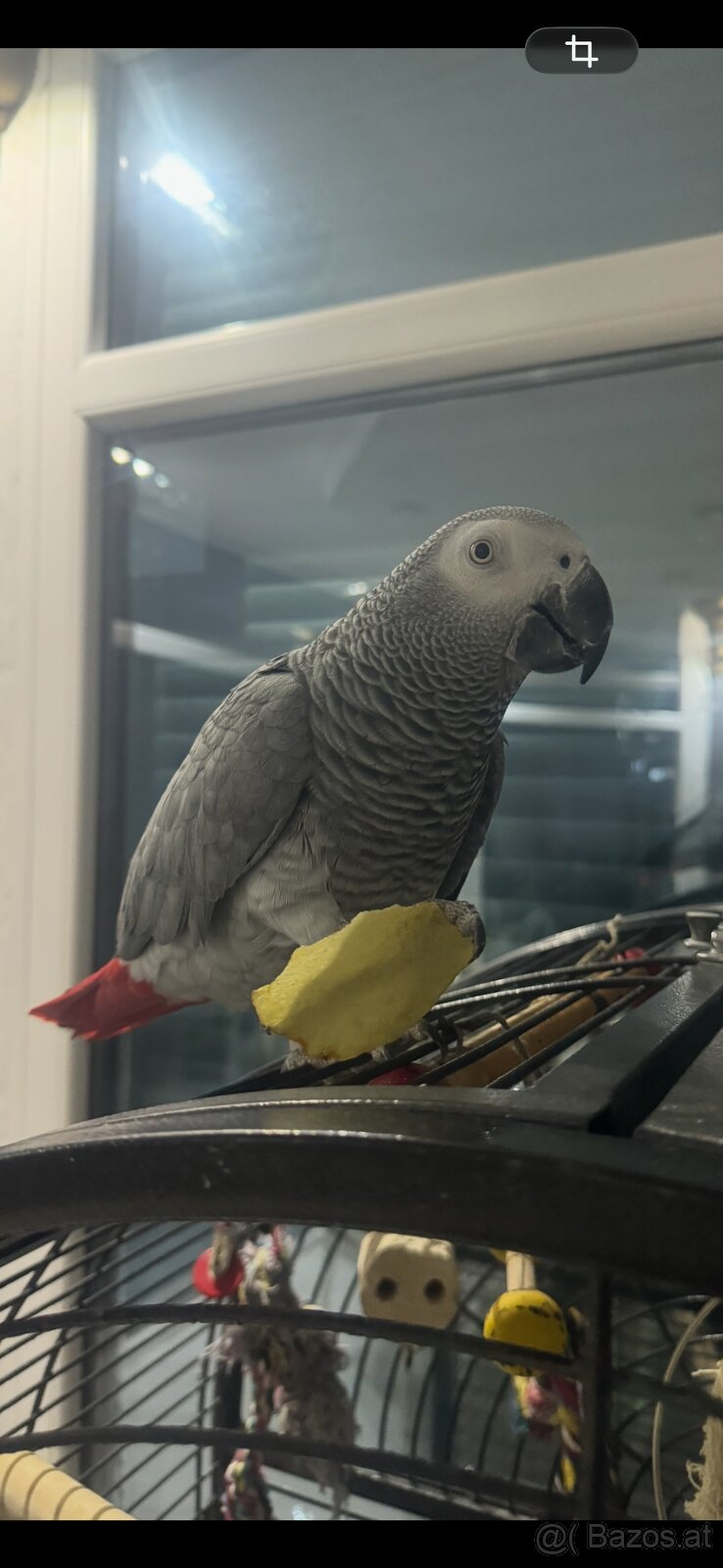 Graupapagai - 3