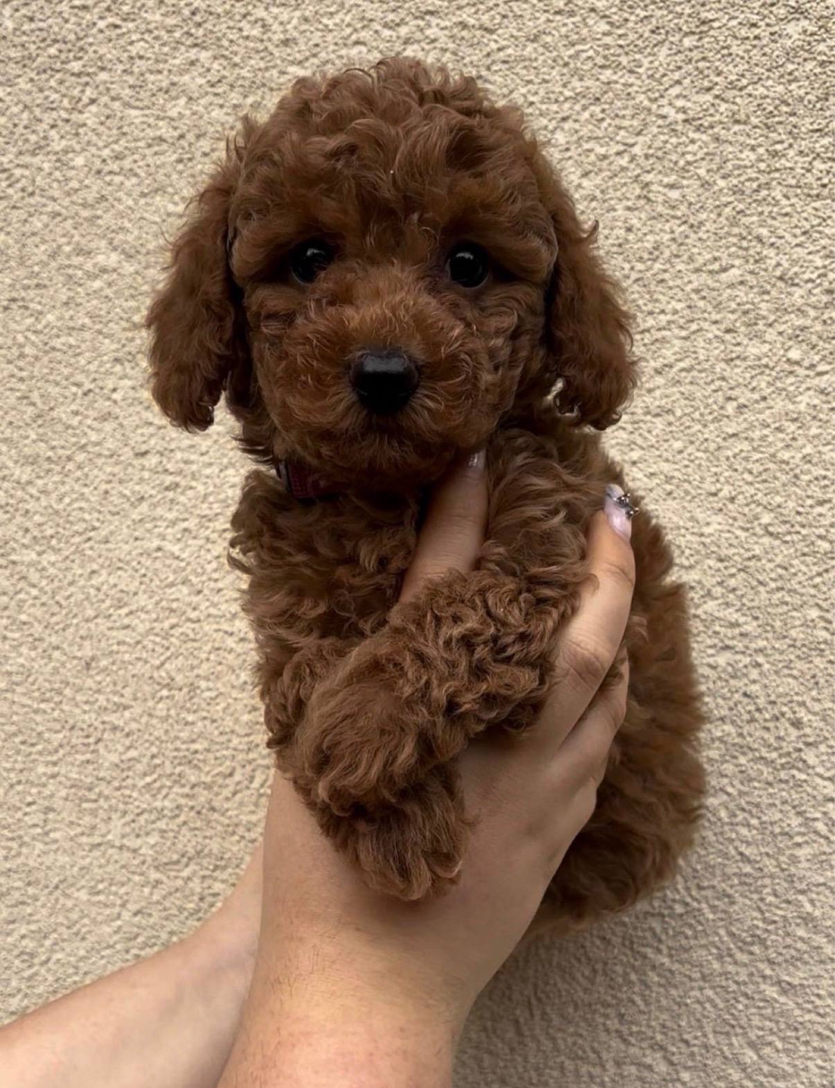 Bezaubernder Toypudel Oskar sucht ein Zuhause 🐩 - 3