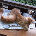 Katzenbabys - 3
