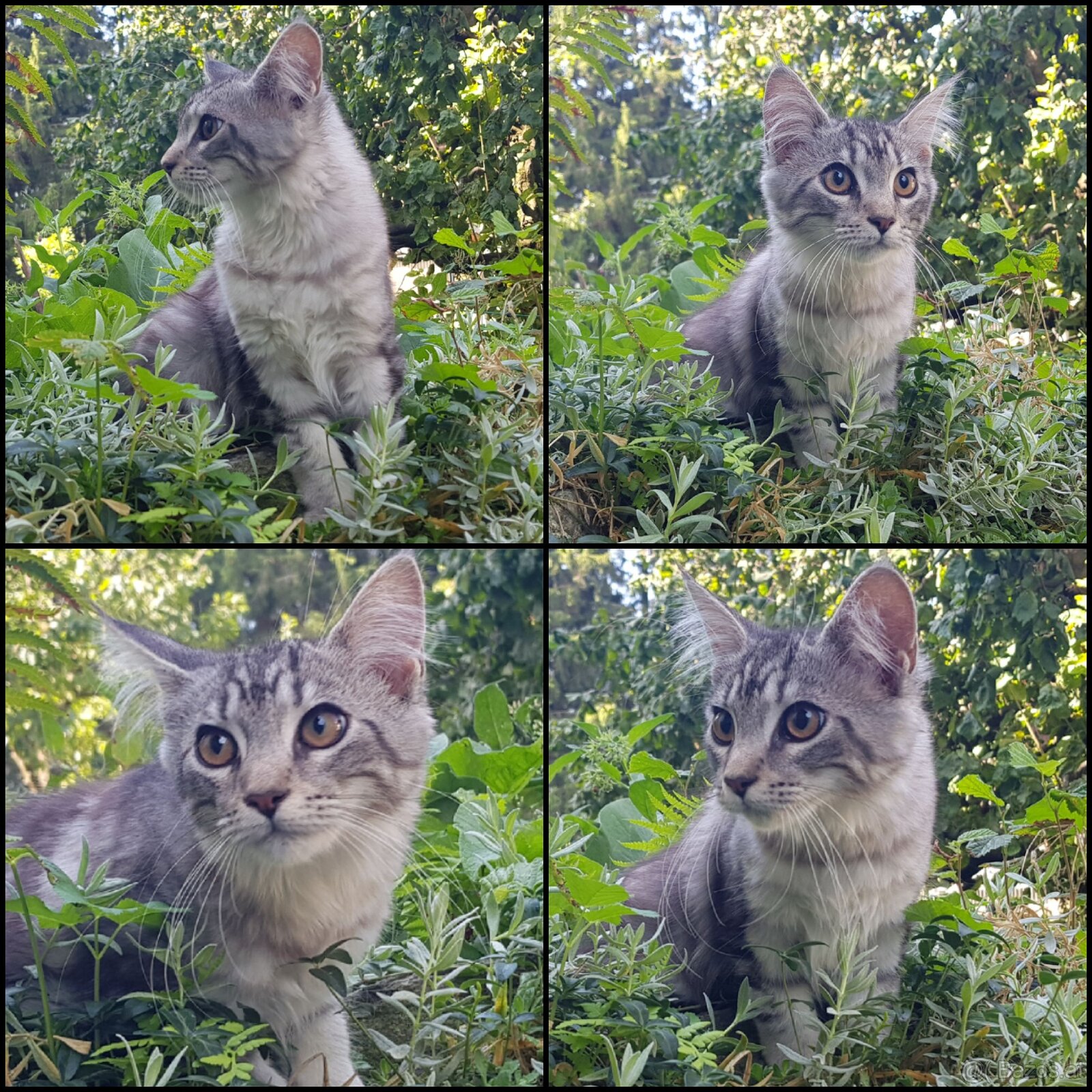 Maine Coon Kitten suchen Herzensplätze - 3