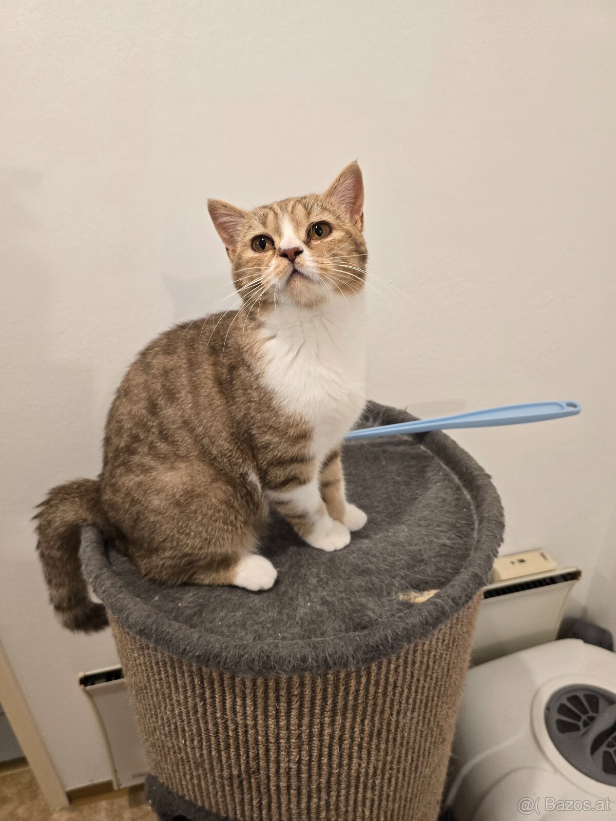 BKH Katze mit Stammbaum - 3