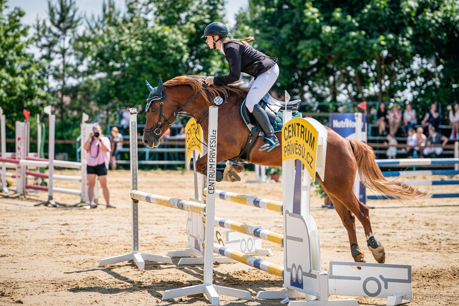 Charakterstarke Welsh-Cob-Stute - 3