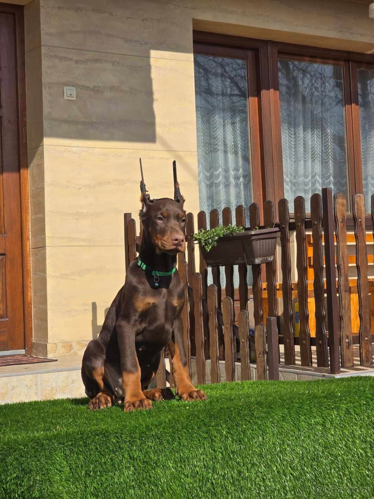 Doberman welpen mit PP - fci hunde - 3