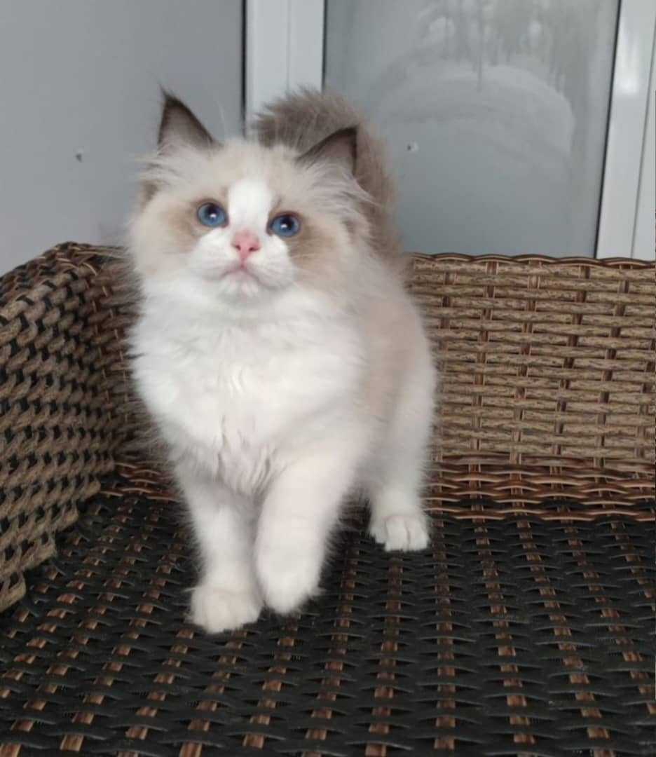 Wunderschöne Ragdoll- und Maine-Coon-Kätzchen abzugeben - 3