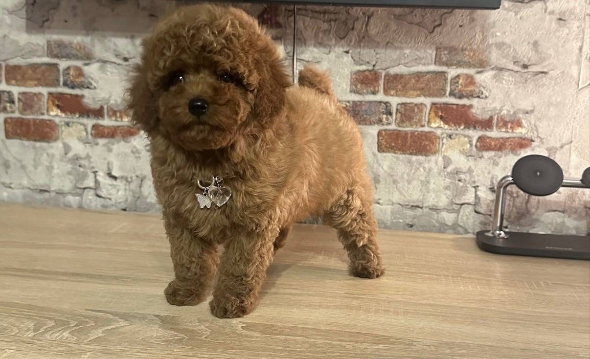Traumhafter Mini-Toy-Pudel Welpe sucht sein Glück 🐩✨ - 3