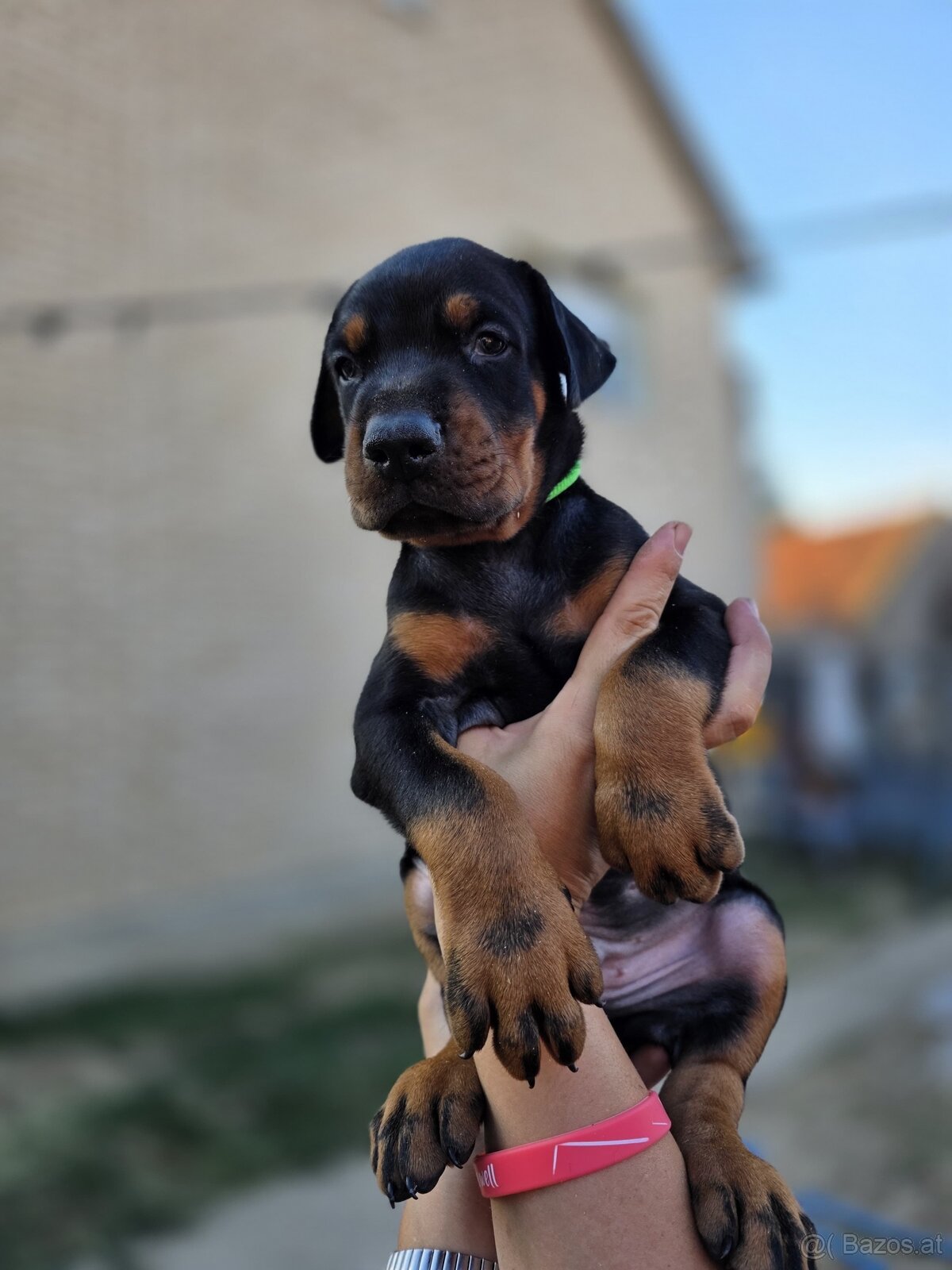Dobermann Welpen mit FCI-Ahnentafel - 3