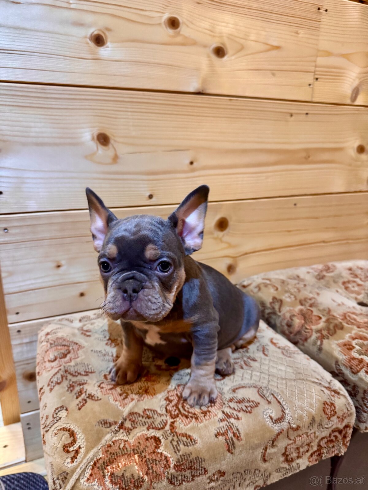 Französischen Bulldoggen Welpen - 3