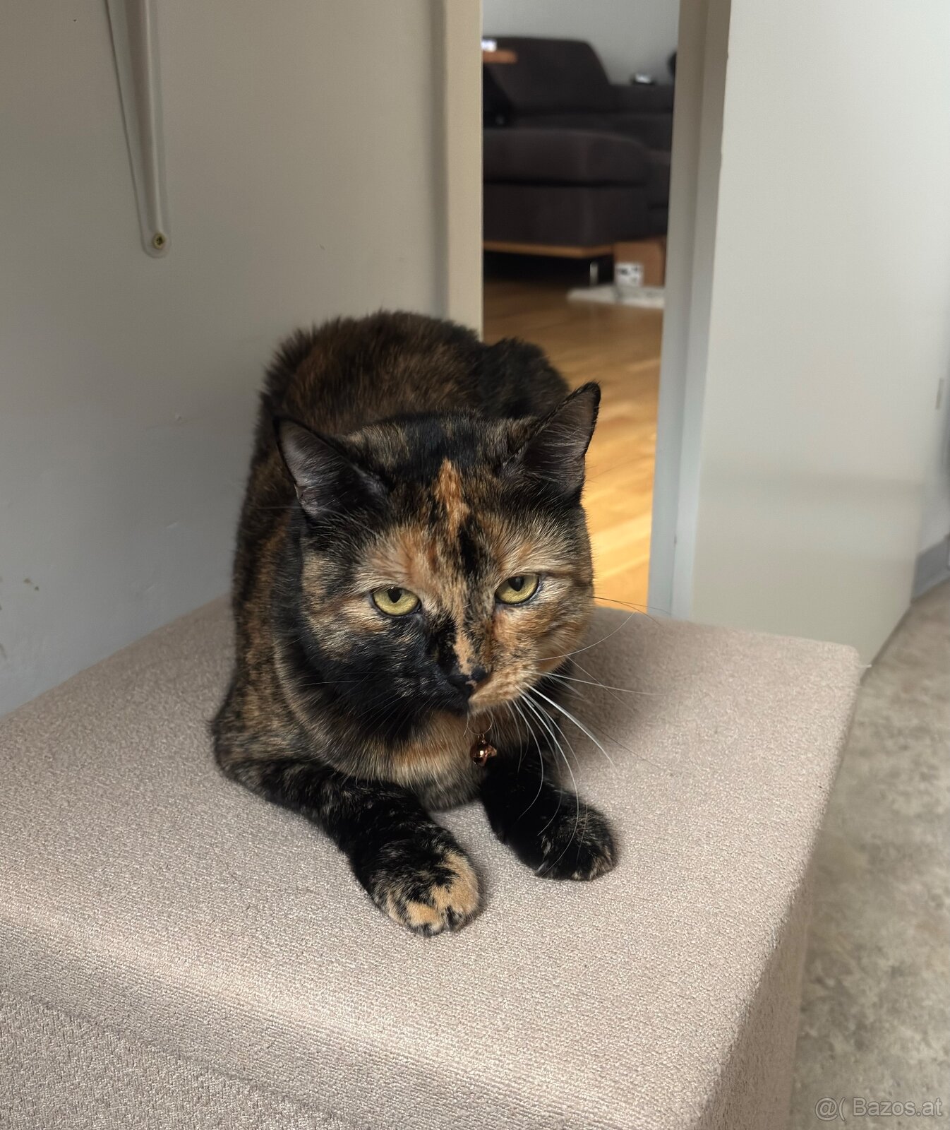 Lilli – kleine Quasselstrippe sucht liebevolles Zuhause 🐱 - 3