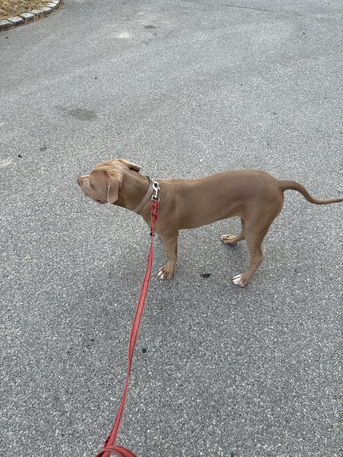 Hund - 3