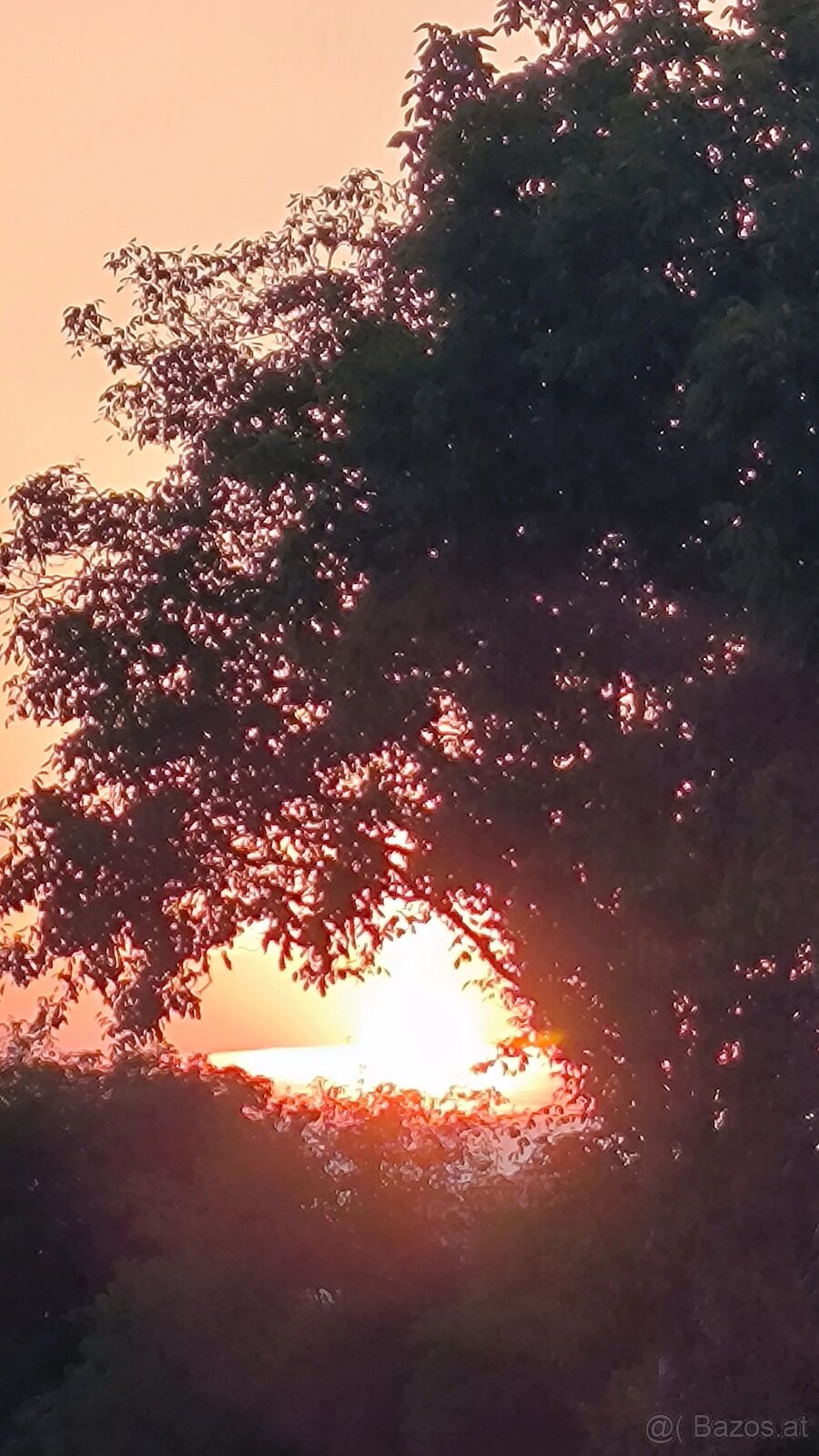 Katze gesucht Bengal od siam - 3