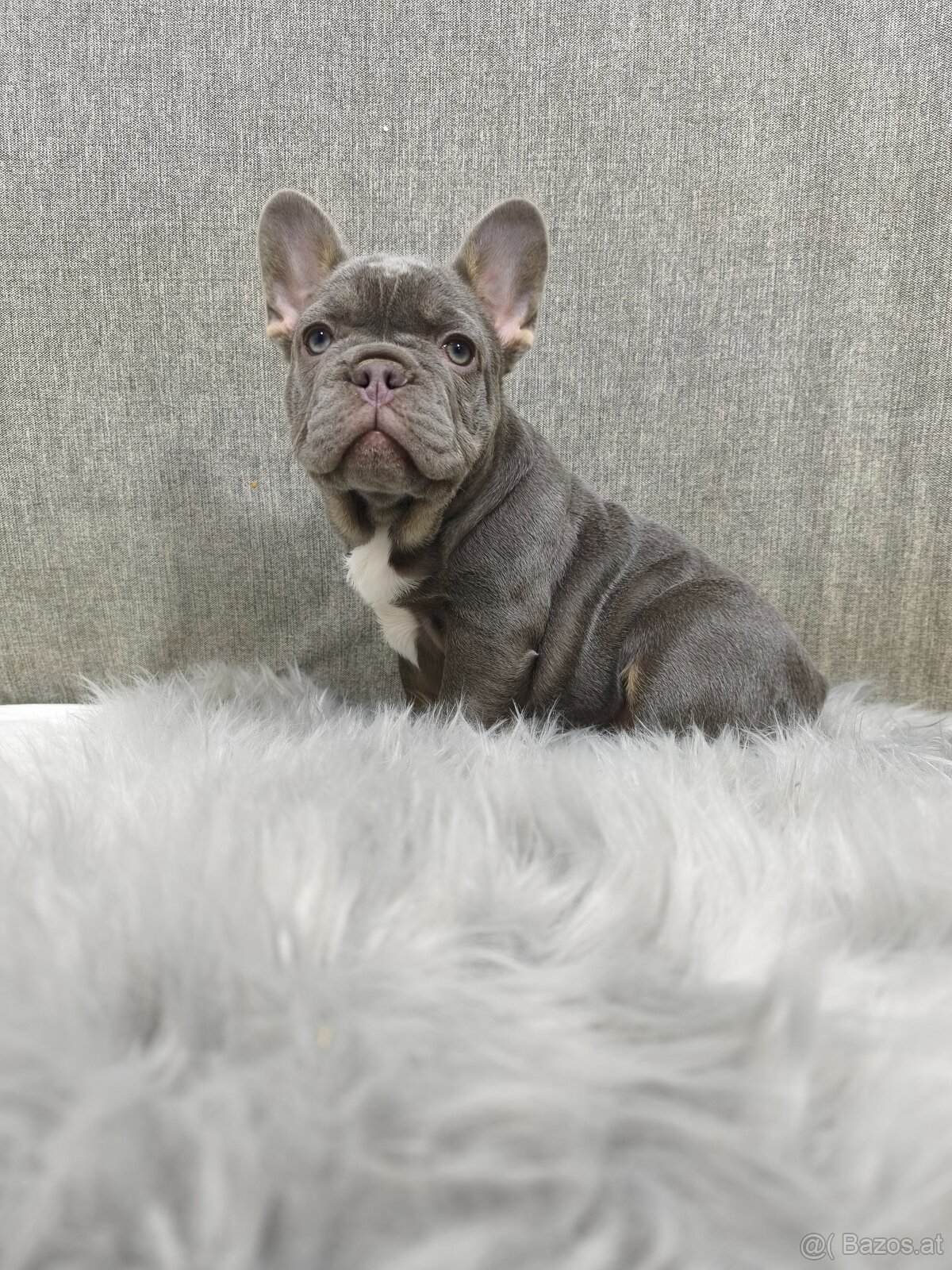 Französischen Bulldog - 3