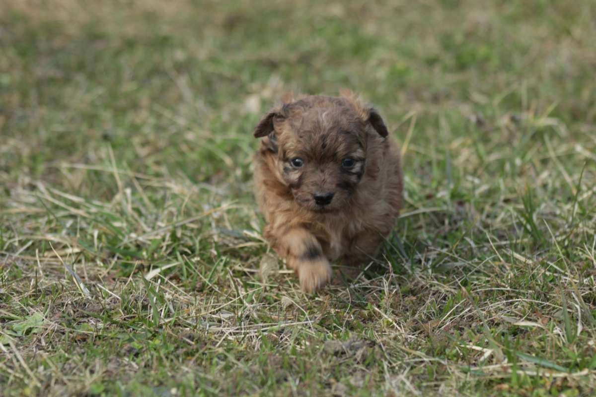 Mu-Chi (Mudi x Chihuahua) Welpen zu verkaufen - 3