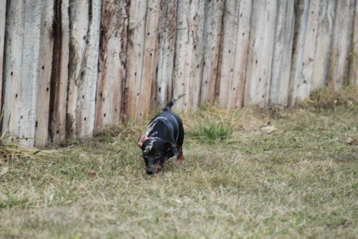 Standard Dackel Hündin sucht neues Traumzuhause - 3