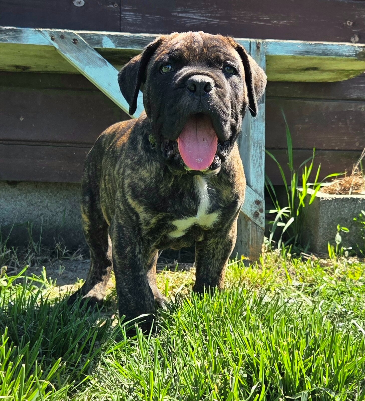 Cane corso mit Stammbaum - 3