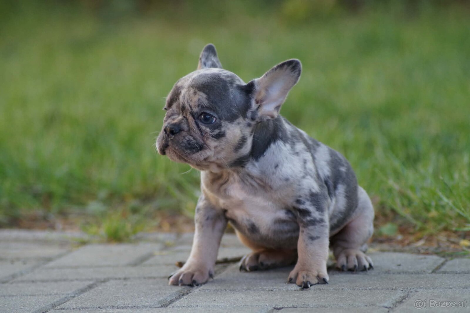 Fr. Bulldogge Welpe - 3
