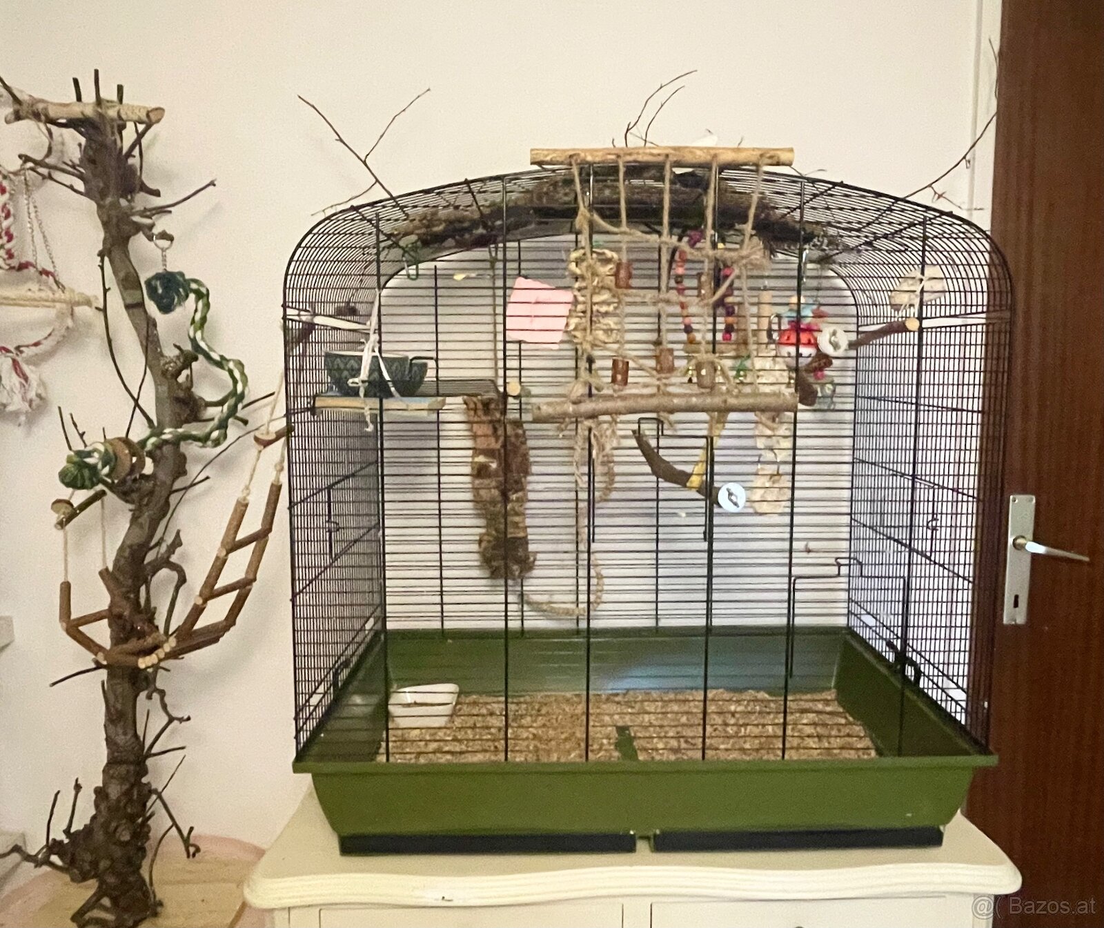 2 männliche Wellensittiche abzugeben - 3