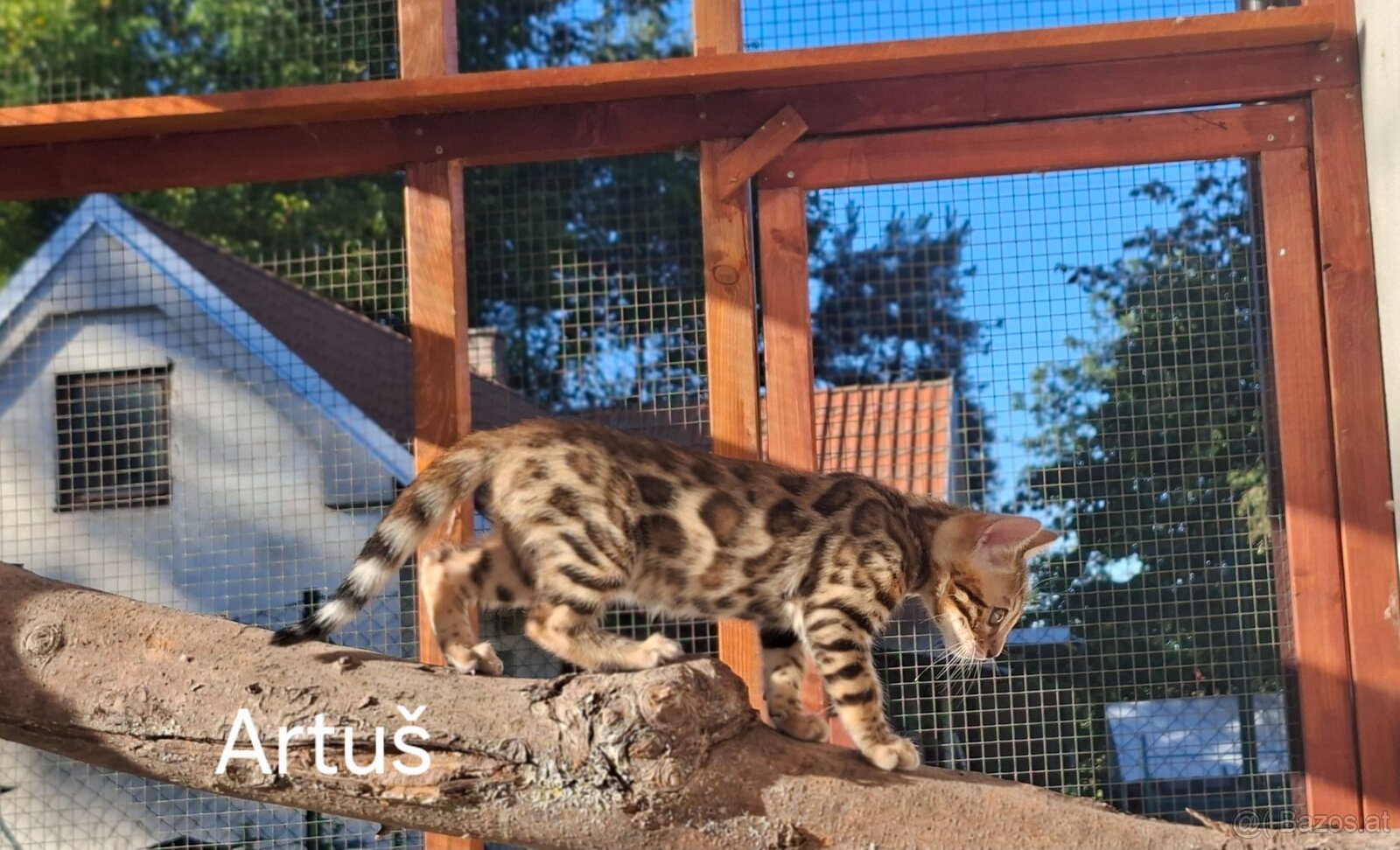 BENGAL-KITTEN MIT FIFe-STAMMBAUM - 3