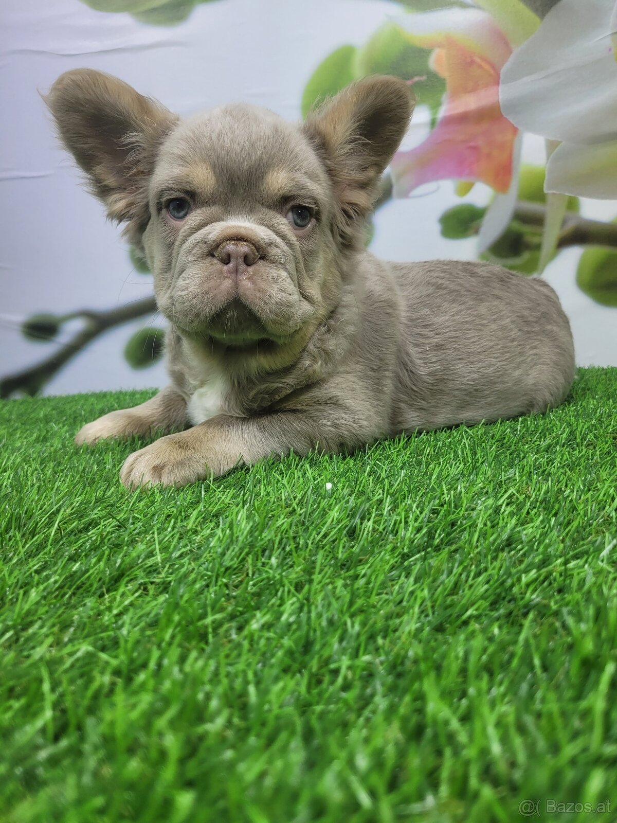 Französische Bulldogge - 3