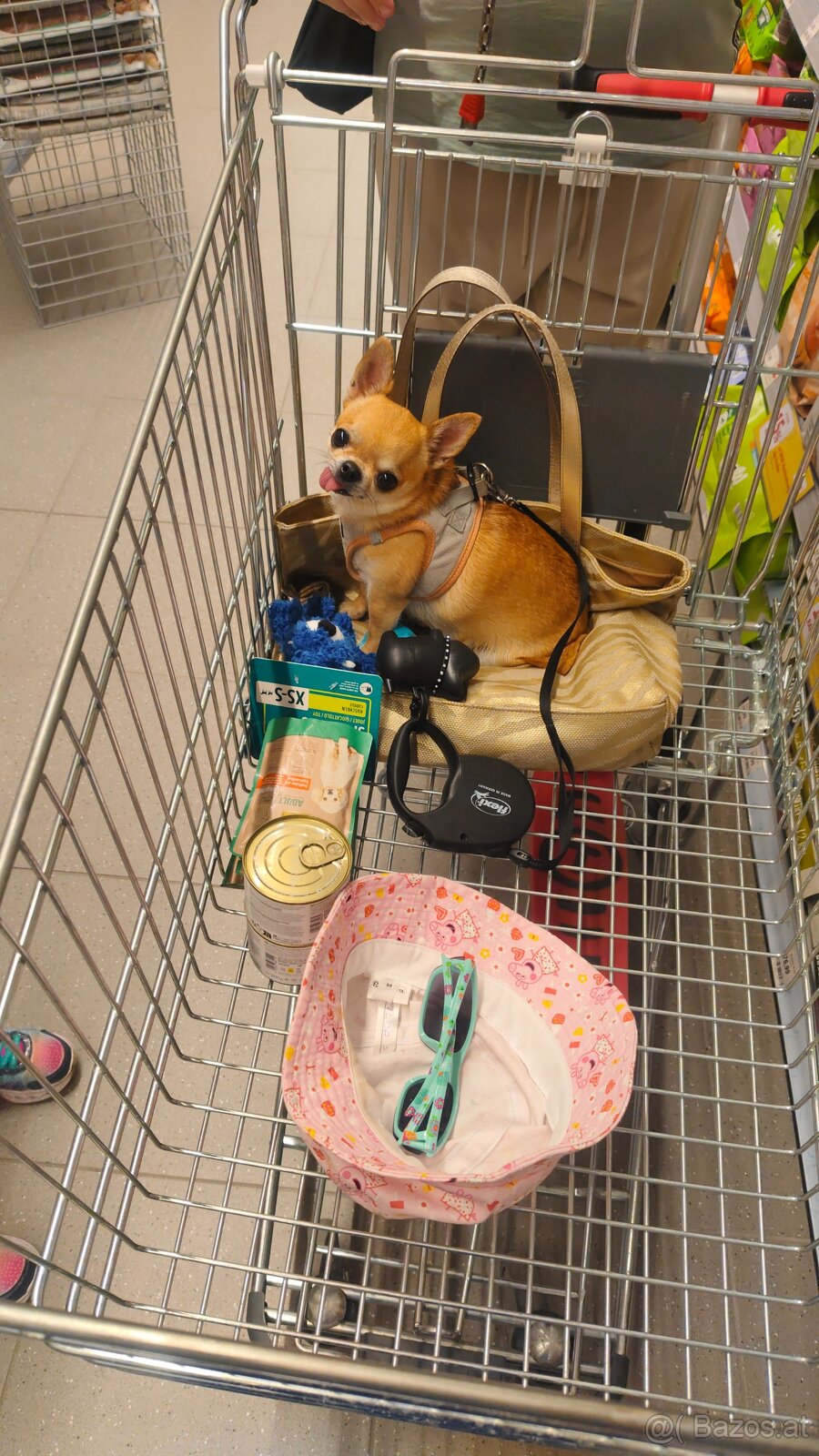 Chihuahua - 3