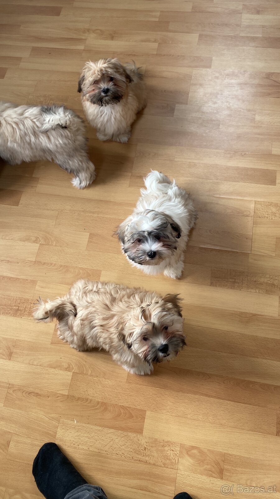 2 zuckersüße Malteser/Shitzu Welpen sichen ein Zuhause - 3