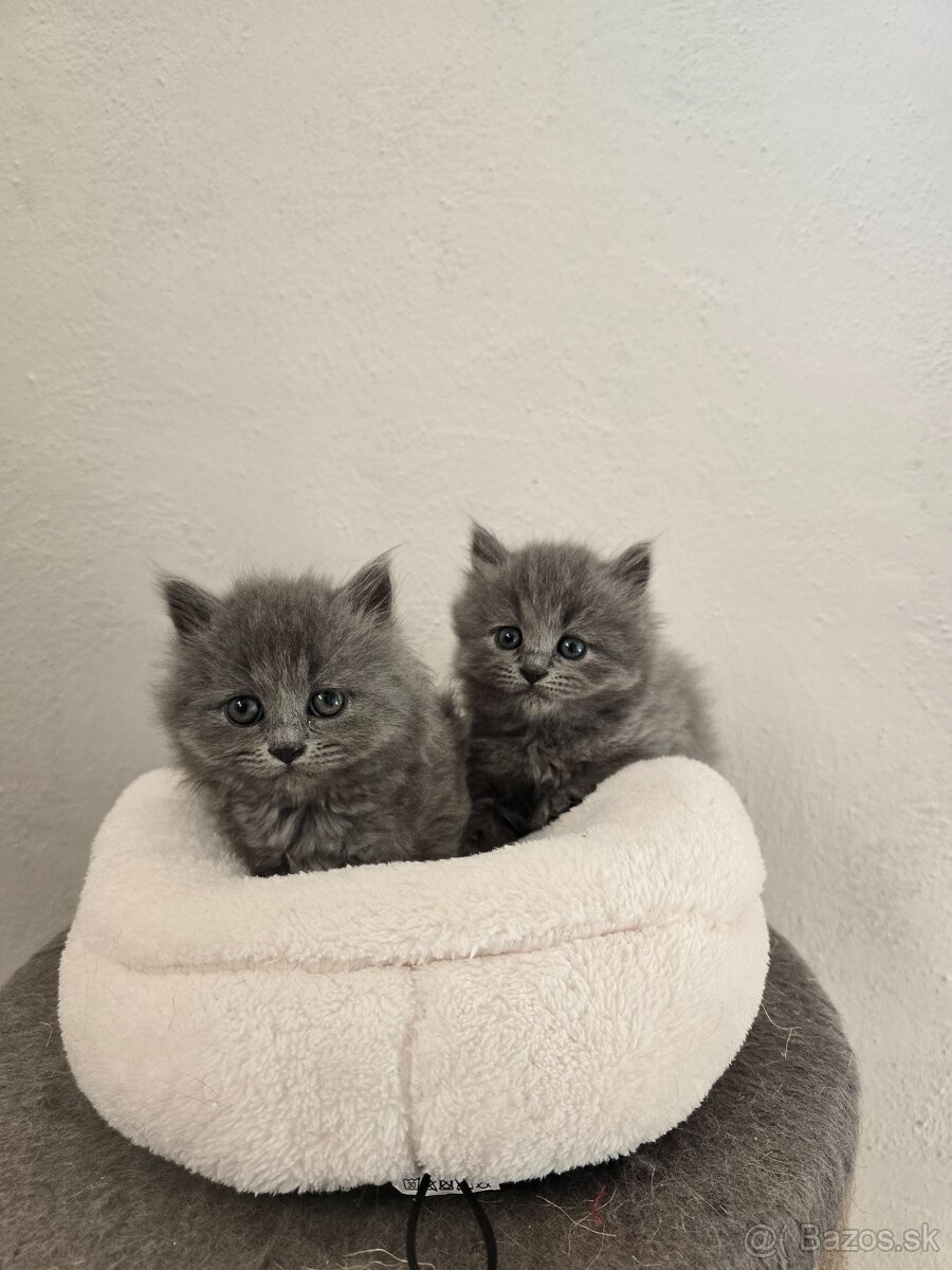 Langhaar britisch Kätzchen - 3