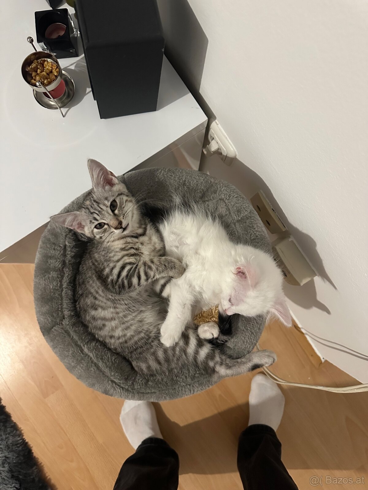 Katzen zu verkaufen - 3