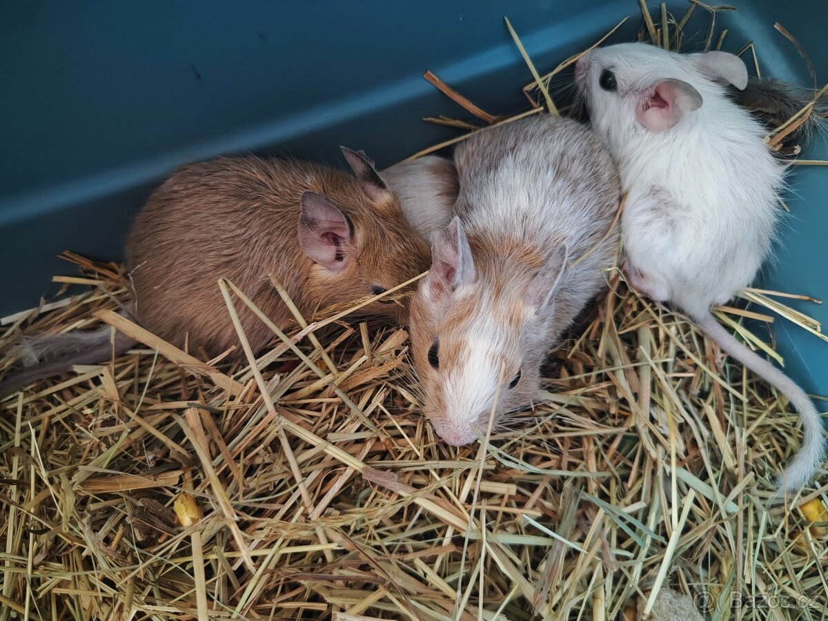 Degus - 3