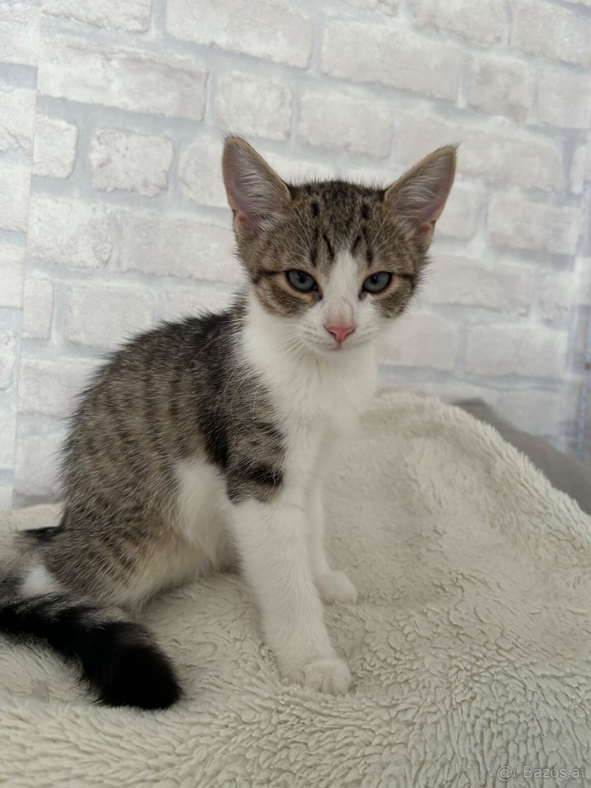 🐾 Zwei Katzenmädchen suchen ein liebevolles Zuhause - 3