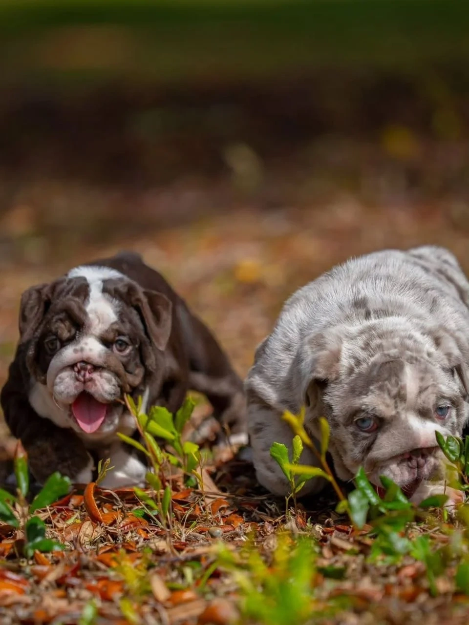 Wunderschöne Englische Bulldoggen Welpen (Blue-Eyed Merle) s - 3