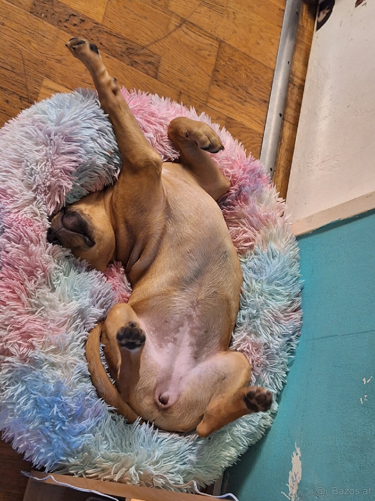 Sisu sucht ein neues zuhause - 3