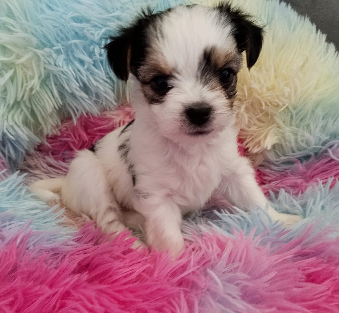 Beawer yorky Chihuahua Mix Welpen - 3