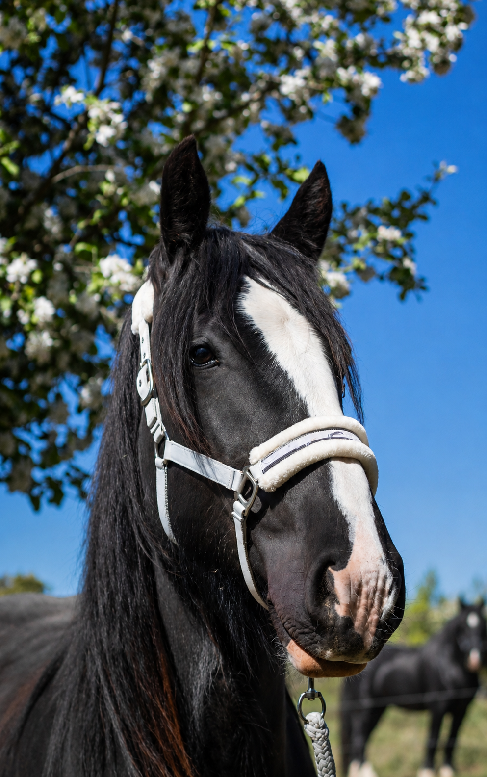 Shire horse stute - 3