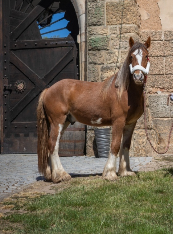 Drum horse hengst - 3