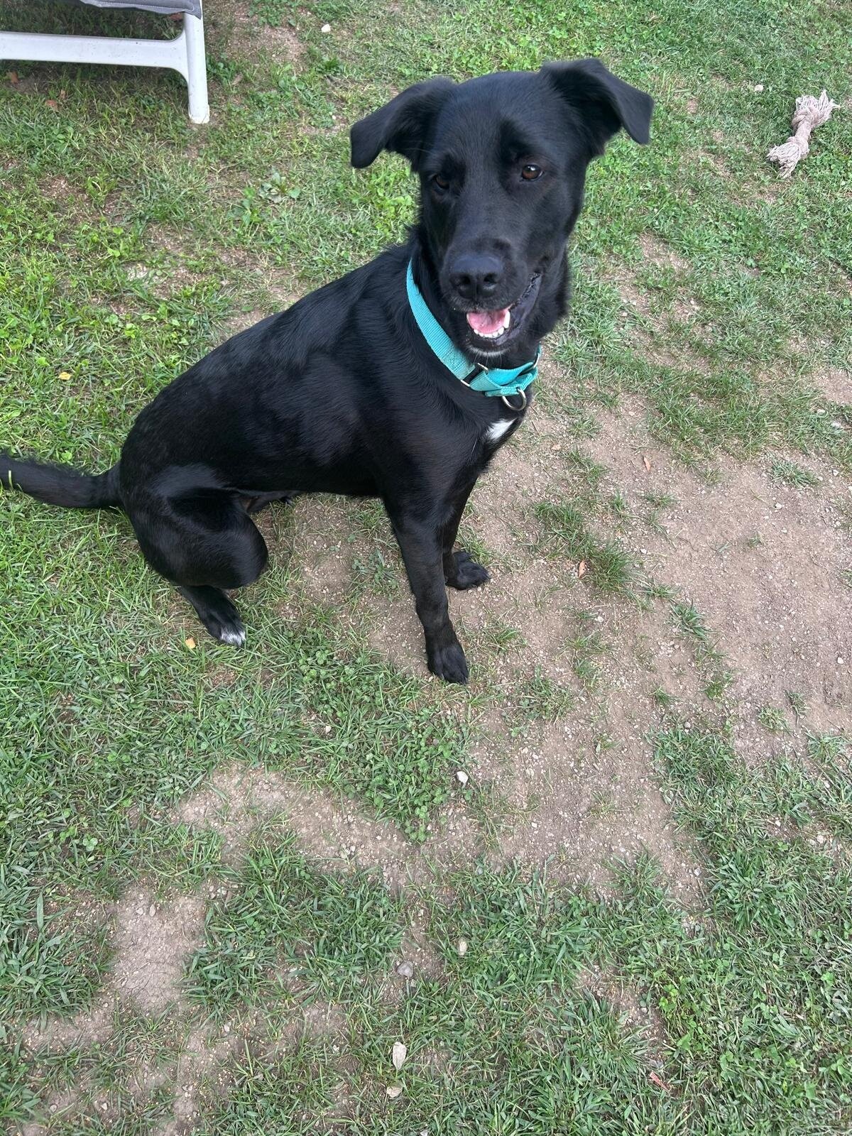 Labrador Mix - 3