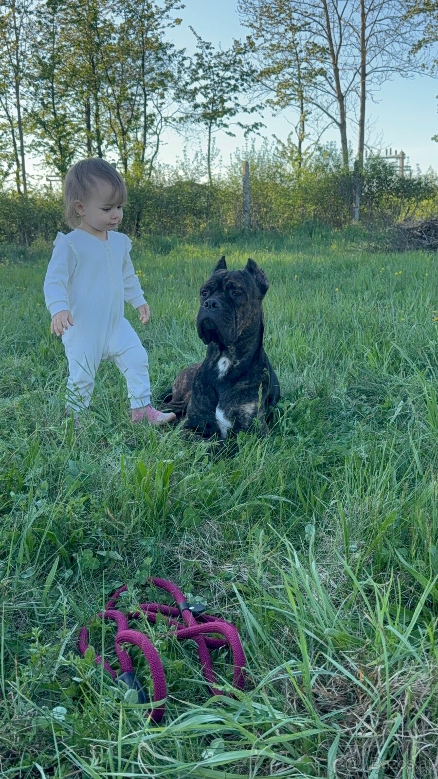 Wurfankündigung Malinois x Cane Corso - 3