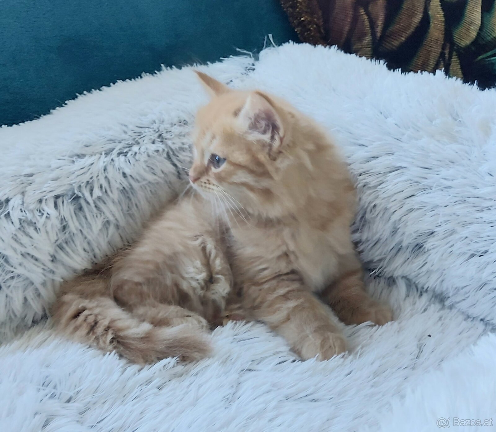 Sibirische Katze – Kater mit Stammbaum (PP) - 3