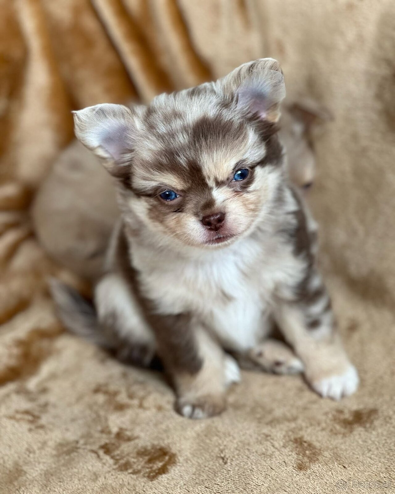 Prachtige mannelijke en vrouwelijke Chihuahua-puppy's besch - 3