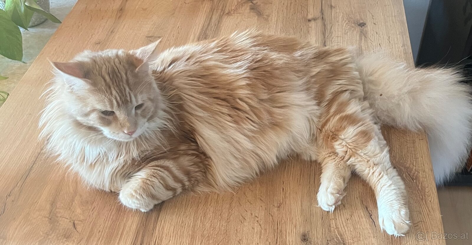 Kater - 3